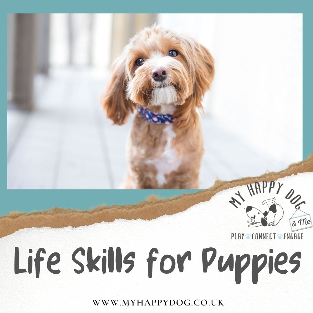 Puppy - Life SKills