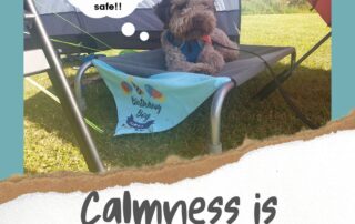My Happy Dog Blog Calmness is king