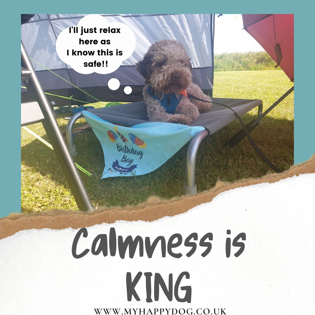 My Happy Dog Blog Calmness is king