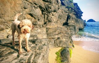 How to walk your dog in hot weather
