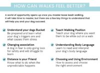 Why Does My Dog Pull - Dog Blog My Happy Dog & Me