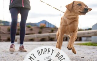 Why Does My Dog Pull - How to stop pulling on the lead Dog Blog My Happy Dog
