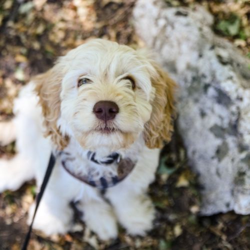 Website – Puppy Page 2 This isn't about perfection, it's about presence. How we see each other.