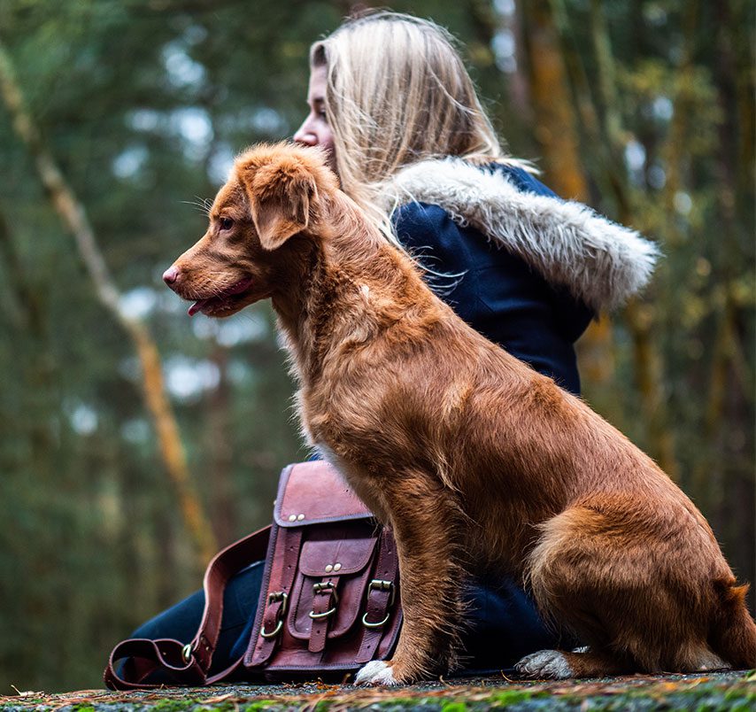 Dogs learning to calmly be in the world without reacting