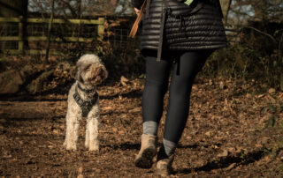 Woman walking her Lagotto Romagnolo off lead in woodland setting