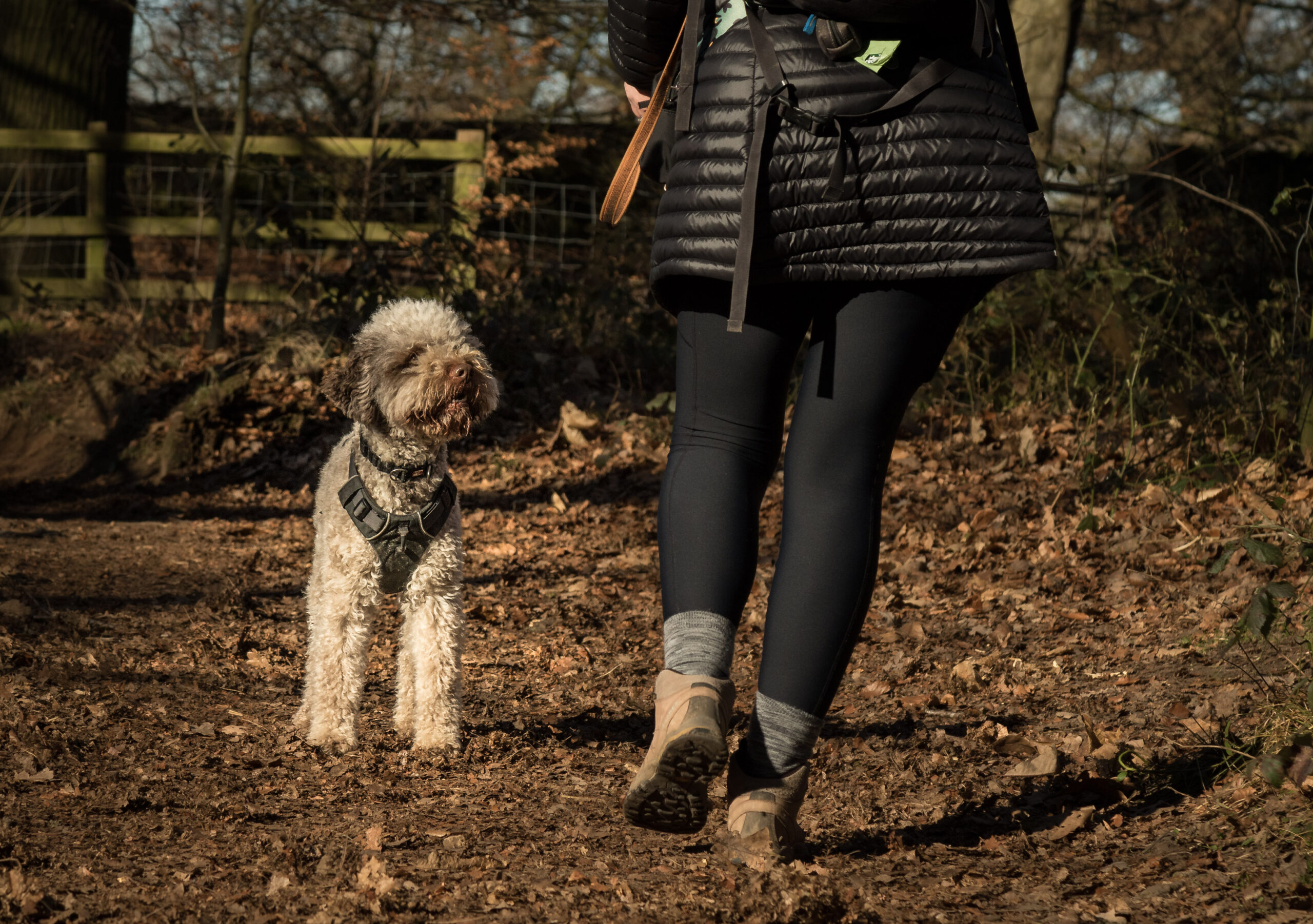 Woman walking her Lagotto Romagnolo off lead in woodland setting