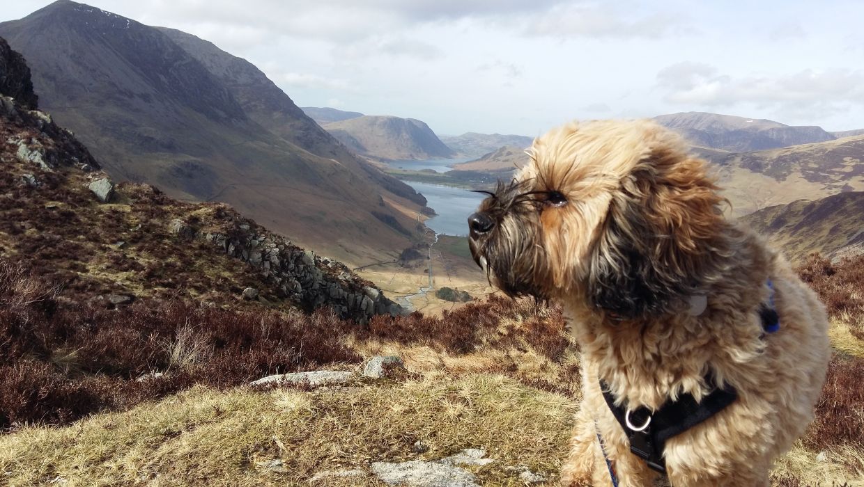 Adventures in the lakes district, safe and enjoyable with skills around livestock