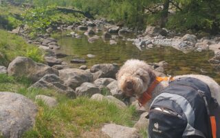 Hiking with your dog in warm weather