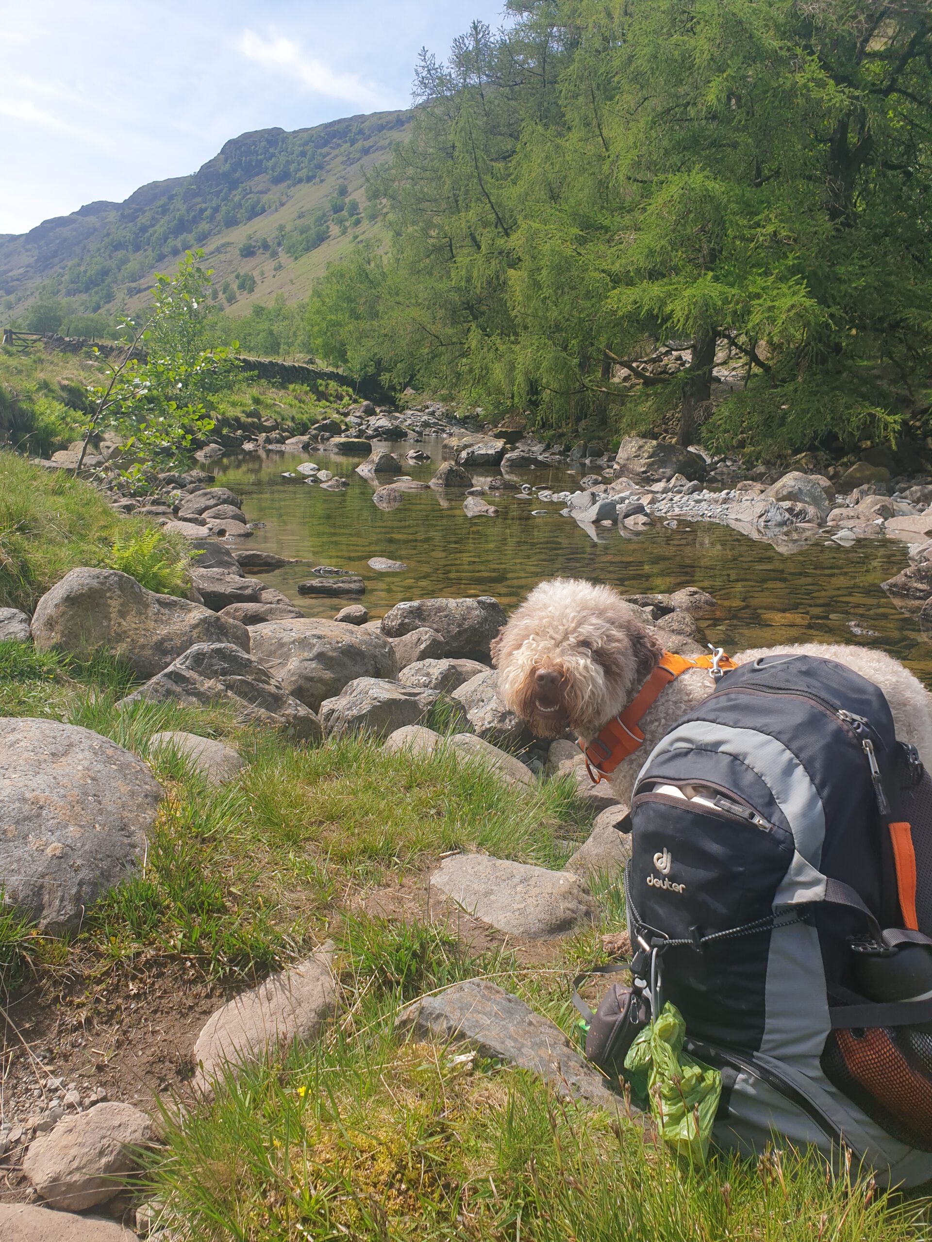 Hiking with your dog in warm weather