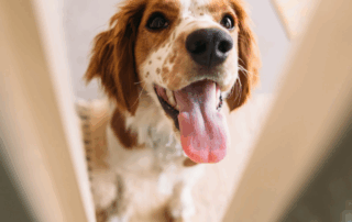 Calm Dog - Barking at Home deliveries or next door