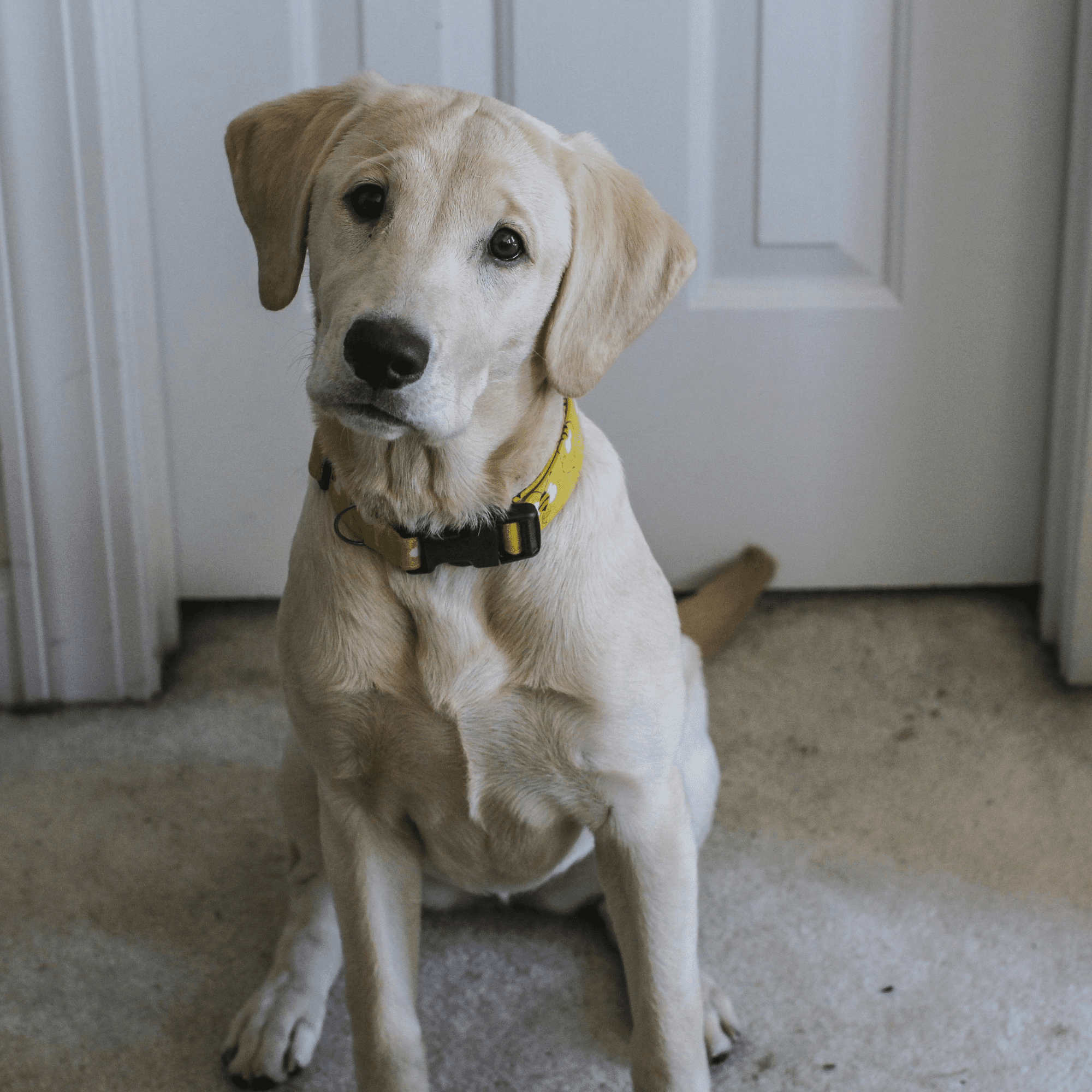 calm Dog by door 1 Hiking With Your Dog