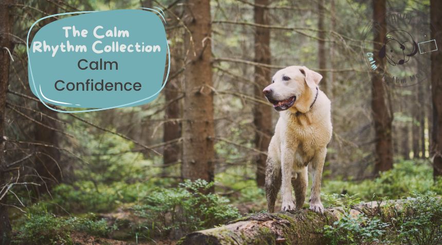 The Calm Rhythm Collection – Calm Confidence calm confidence, off-lead trust, recall training, confident dogs