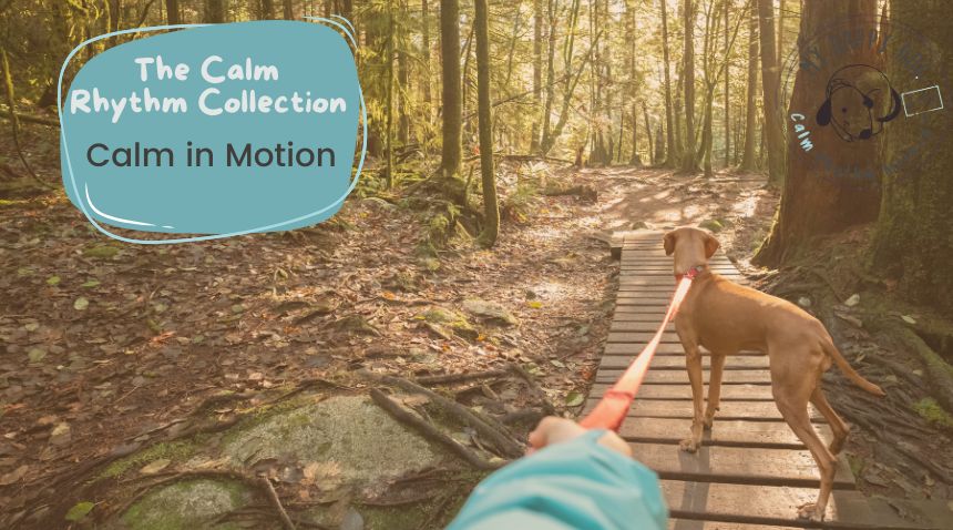 The Calm Rhythm Collection – Calm in Motion calm in motion, lead skills, long line training, dog walking connection