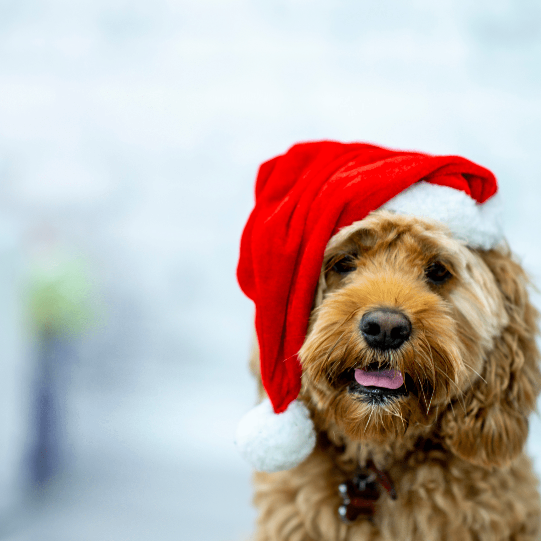 BLOG – Christmas Blog Why December Feels Big for Our Dogs