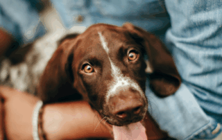 Supporting Your Overwhelmed Dog Through December