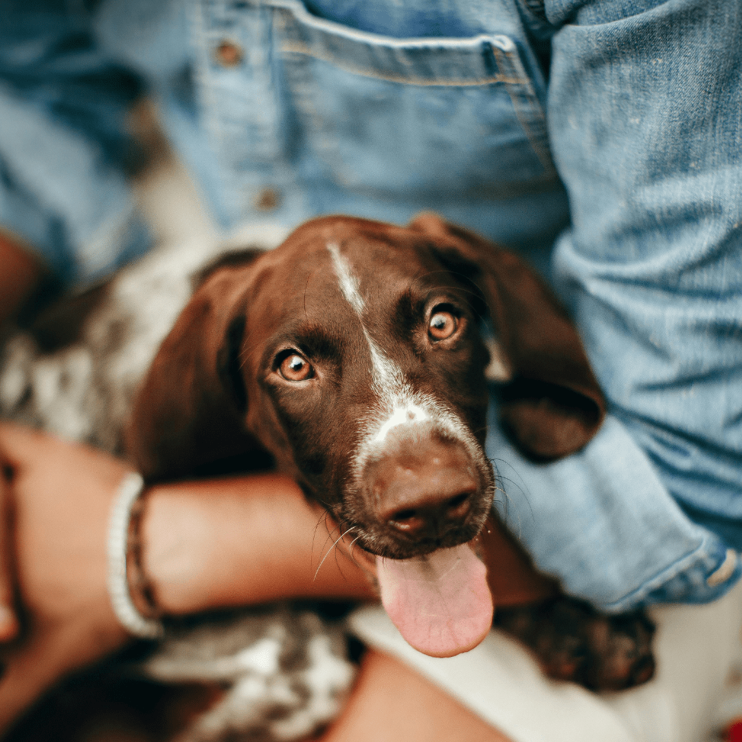 Supporting Your Overwhelmed Dog Through December