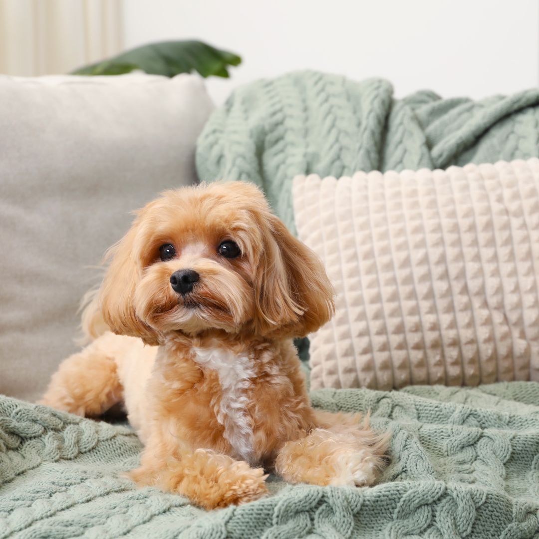 Blog – Dog Settled