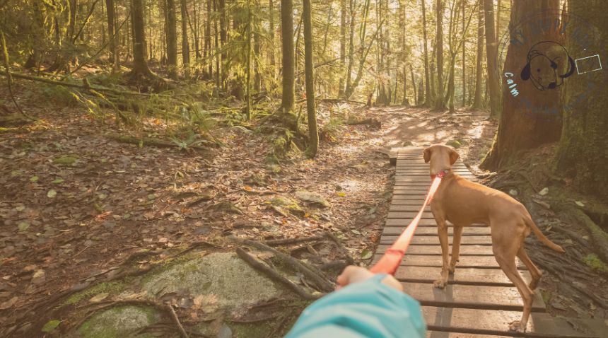 Why does my dog pull, go from chaos to calm on your adventures