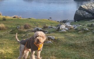 Calm dog walking near livestock in the UK countryside