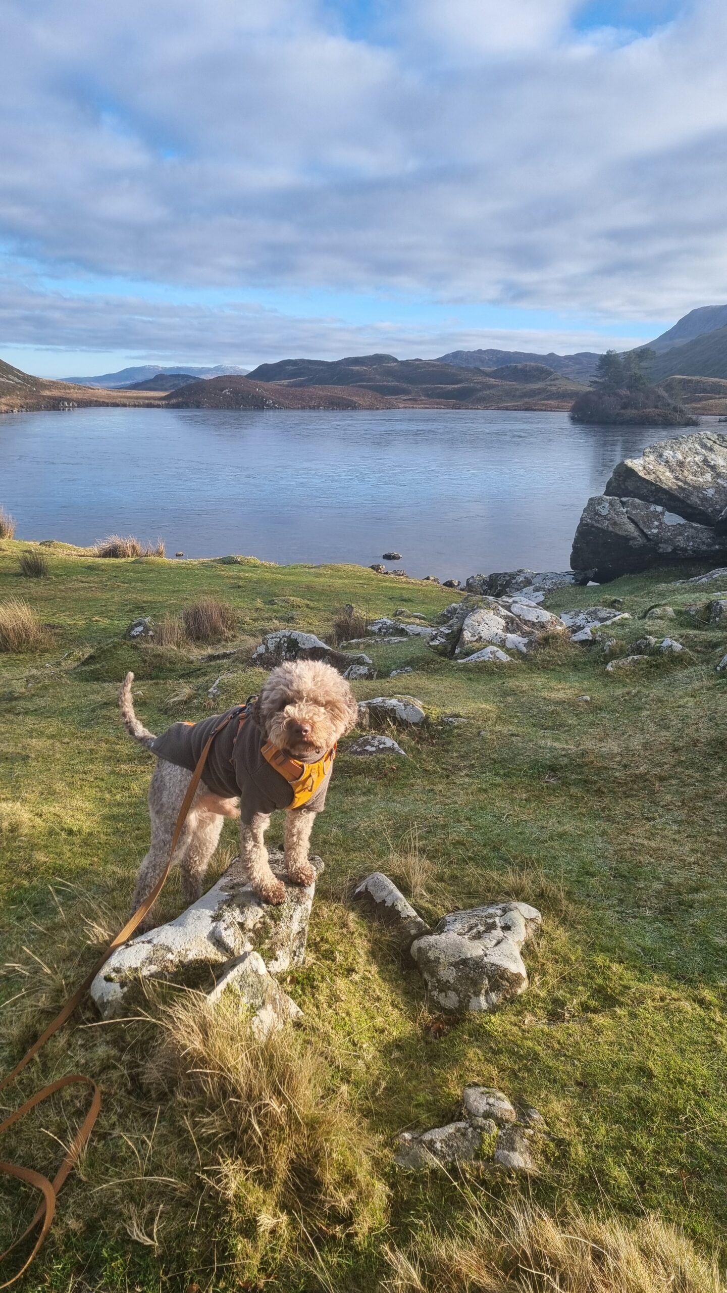 Calm dog walking near livestock in the UK countryside