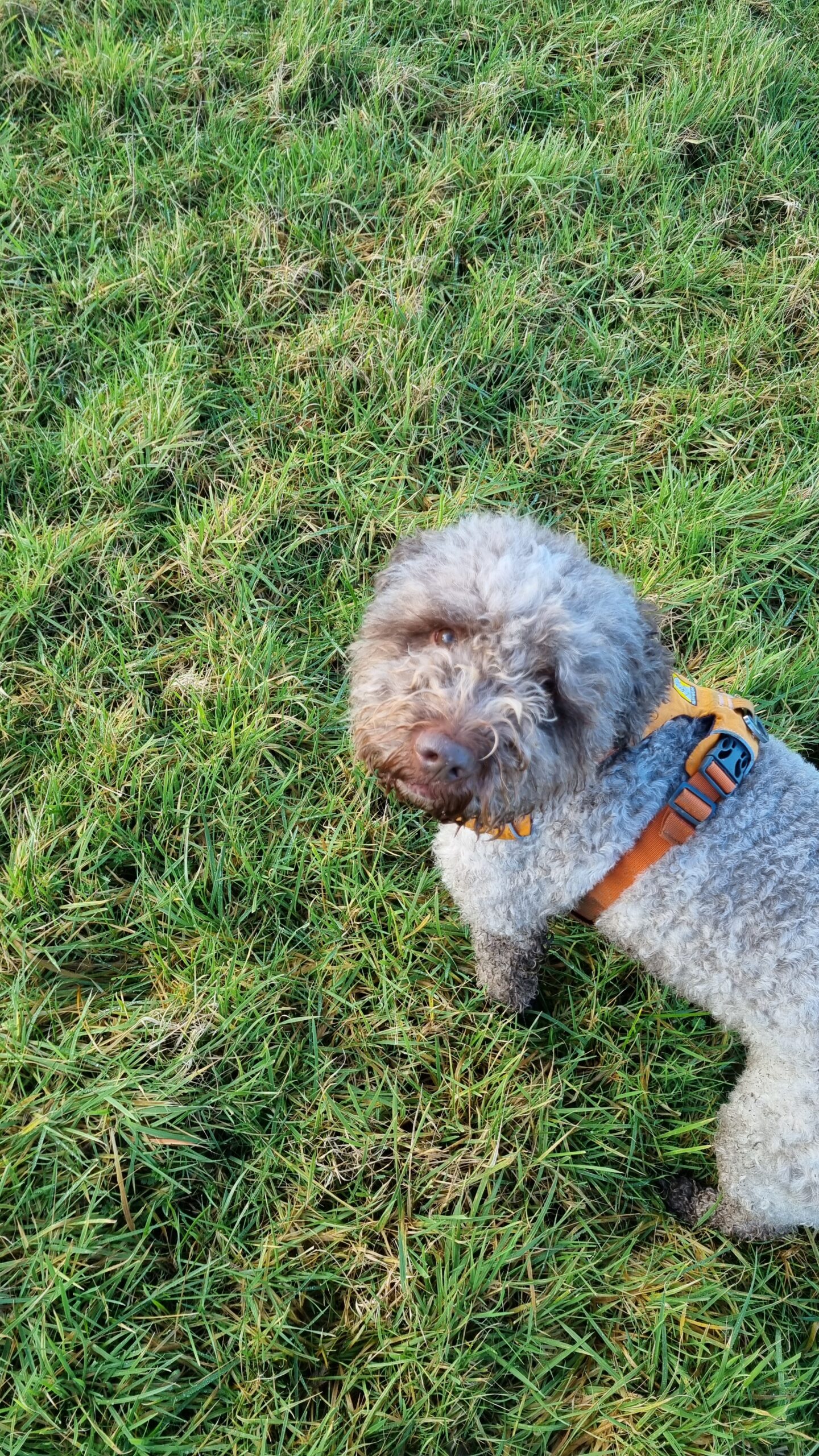 To unclip the lead or not, off lead adventures start here