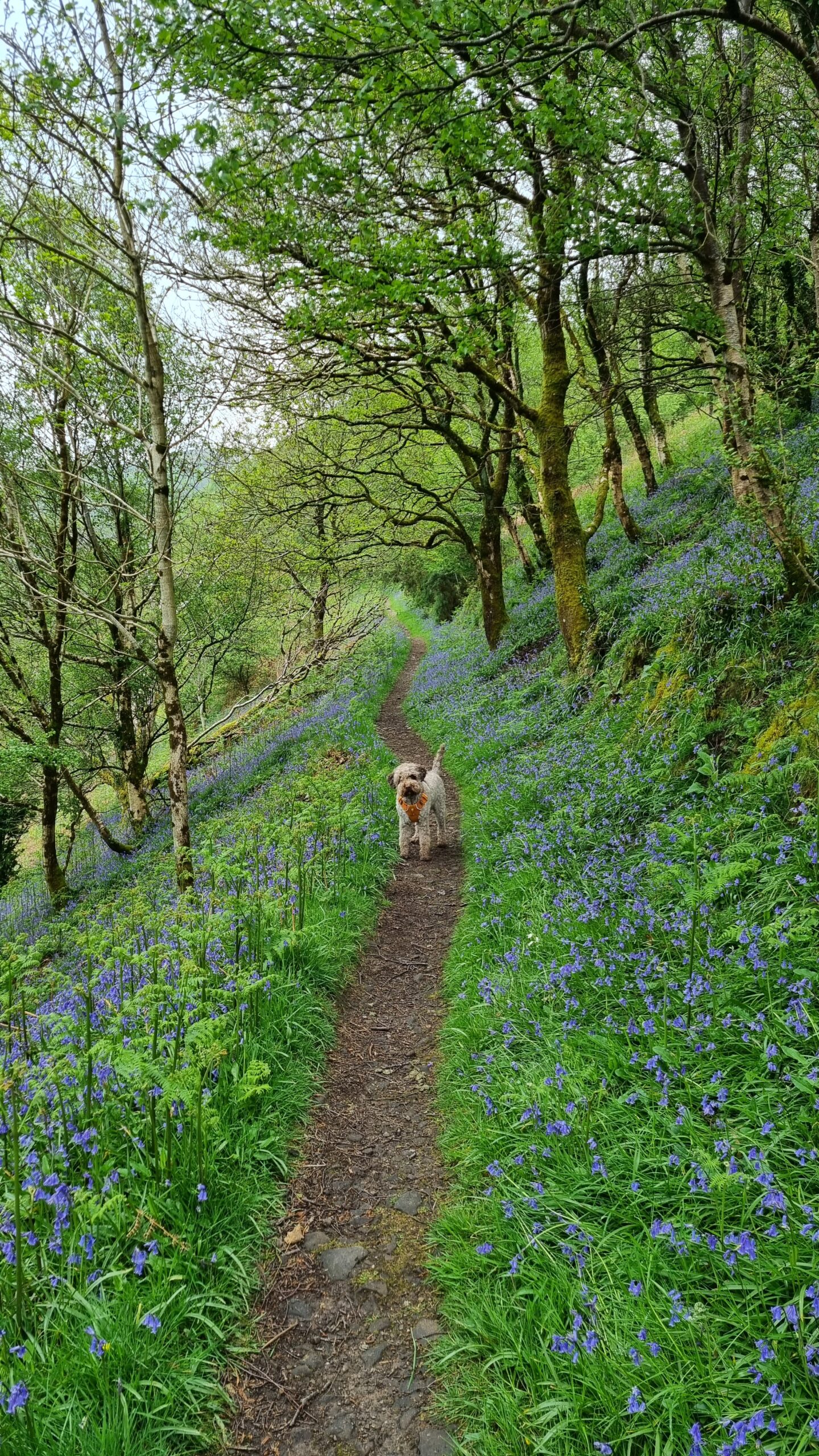 Off Lead Training